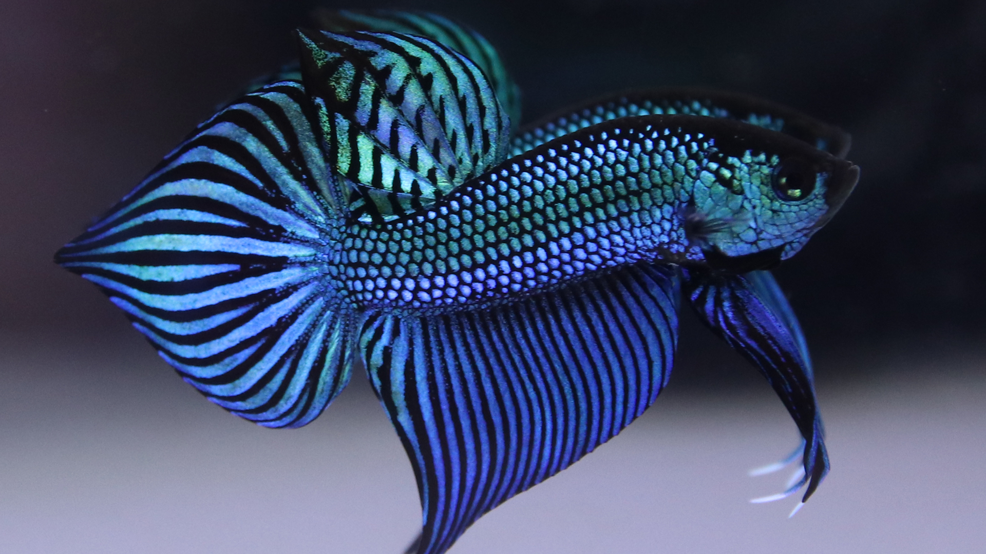 Wild Mahachai Betta from AF Plakad Thai